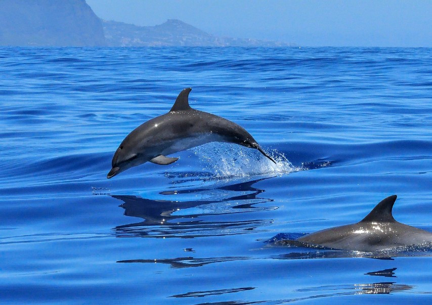 Découvrir voile dauphins