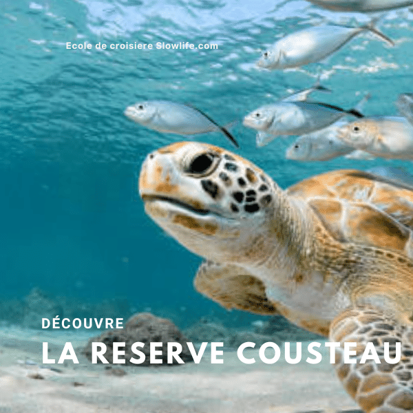 nager avec les tortues