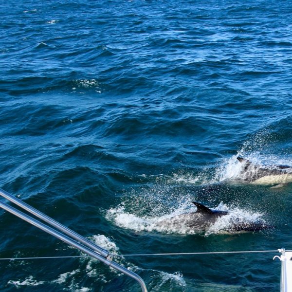 dauphins bretagne